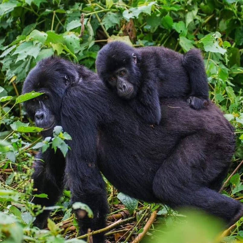 Gorilla Hills Eco-Lodge Kisoro Dış mekan fotoğraf